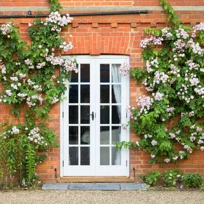 Pink climbing roses growing on a wall near a French door entrance
